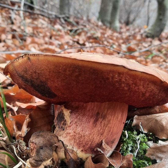 Neoboletus luridiformis: Mushroom in habitat Temperate forest in the NatureSpots App