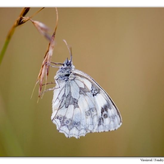 Melanargia galathea: Animal in habitat Mountain habitat in the NatureSpots App