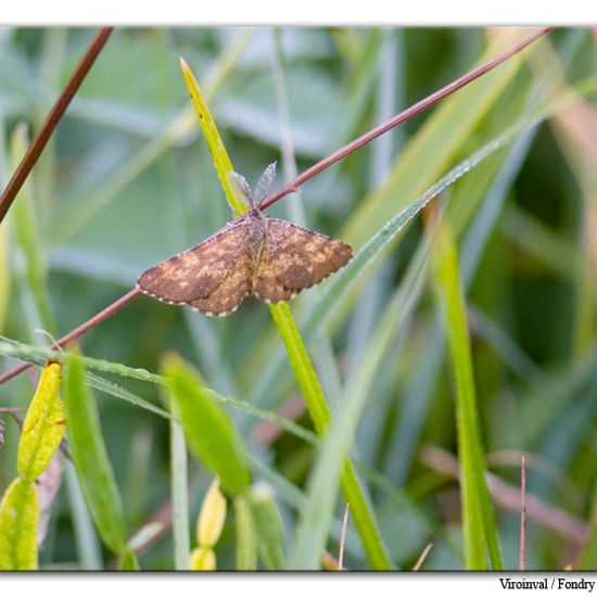 Ematurga atomaria: Animal in habitat Mountain meadows in the NatureSpots App