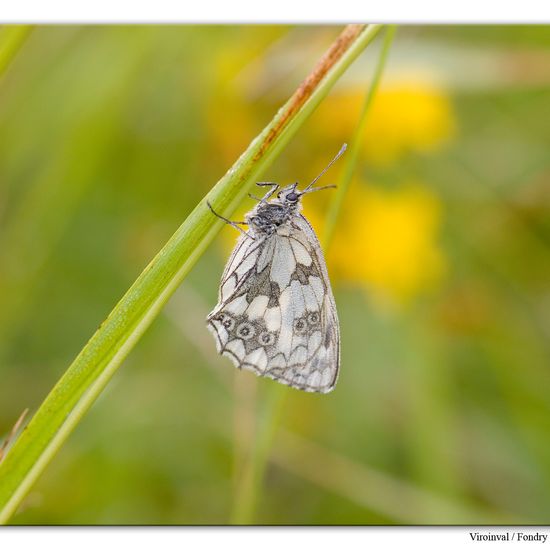 Melanargia galathea: Animal in habitat Mountain habitat in the NatureSpots App