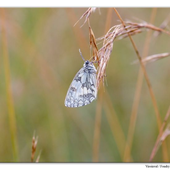 Melanargia galathea: Animal in habitat Mountain habitat in the NatureSpots App