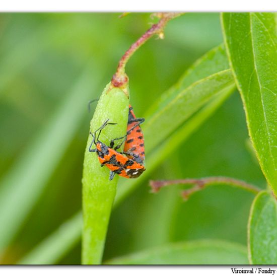 Ritterwanze: Tier im Habitat Bergwiese in der NatureSpots App