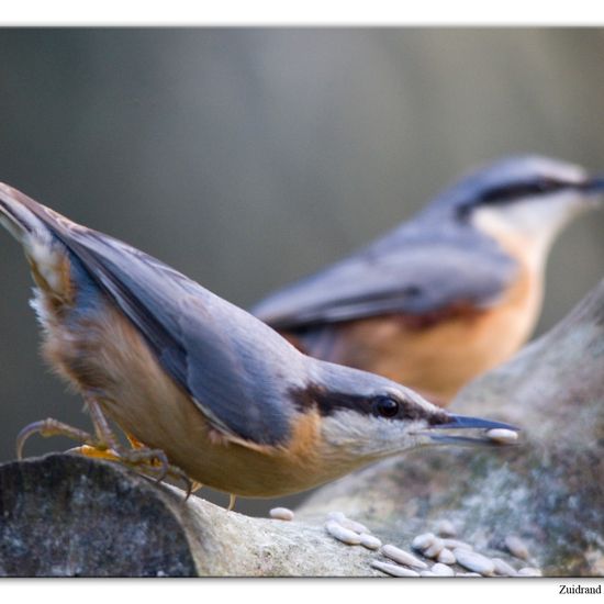 Kleiber: Tier im Habitat Hinterhof in der NatureSpots App