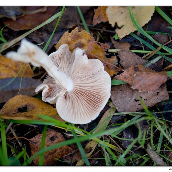 Hebeloma: Mushroom in habitat Commerce or Industrial in the NatureSpots App