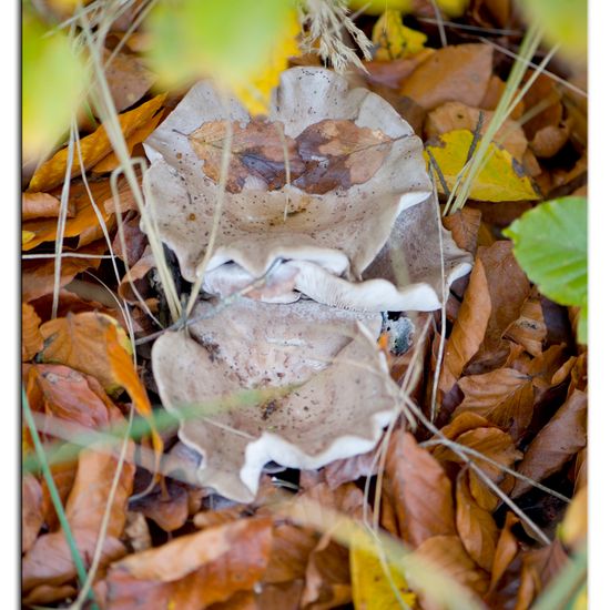 Agaricus nebularis: Mushroom in habitat Commerce or Industrial in the NatureSpots App