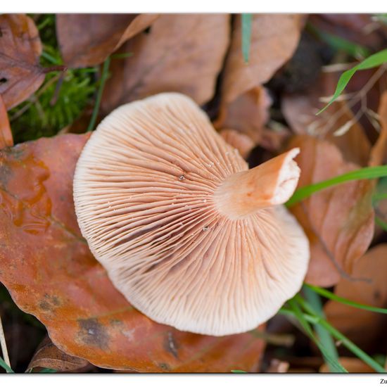 Lactarius subdulcis: Mushroom in habitat Commerce or Industrial in the NatureSpots App