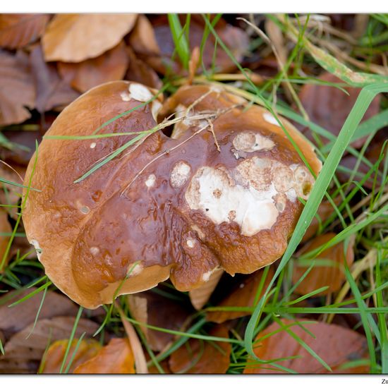 Gemeiner Steinpilz: Pilz im Habitat Industrie in der NatureSpots App