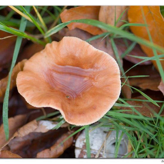 Lactarius subdulcis: Mushroom in habitat Commerce or Industrial in the NatureSpots App