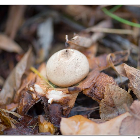 Geastrum triplex: Mushroom in habitat Commerce or Industrial in the NatureSpots App