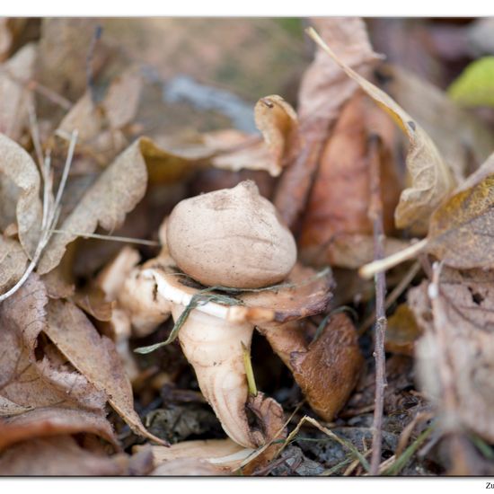 Geastrum triplex: Mushroom in habitat Commerce or Industrial in the NatureSpots App