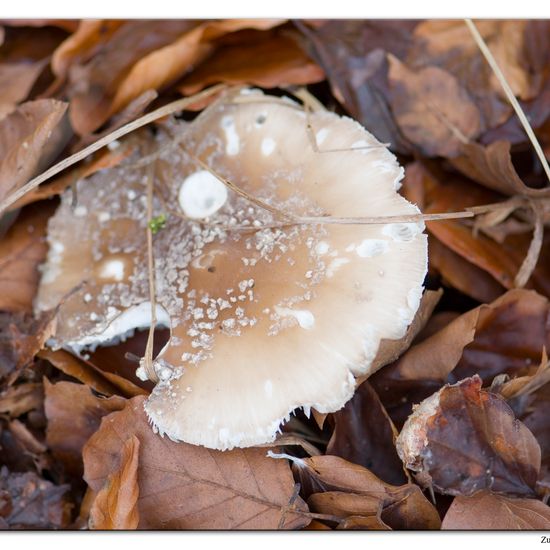 Amanita excelsa: Mushroom in habitat Commerce or Industrial in the NatureSpots App