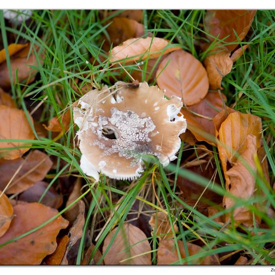 Amanita excelsa: Mushroom in habitat Commerce or Industrial in the NatureSpots App