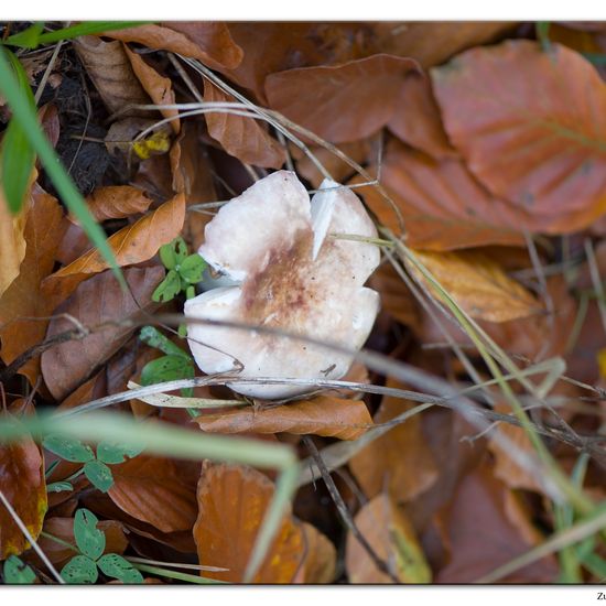 Russula fragilis: Mushroom in habitat Commerce or Industrial in the NatureSpots App