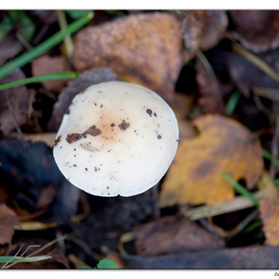 Hebeloma: Mushroom in habitat Commerce or Industrial in the NatureSpots App