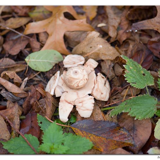 Trametes versicolor: Mushroom in habitat Commerce or Industrial in the NatureSpots App