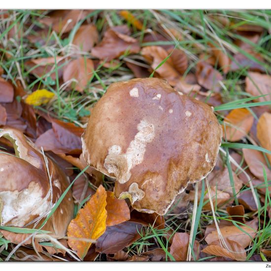 Boletus edulis: Mushroom in habitat Commerce or Industrial in the NatureSpots App