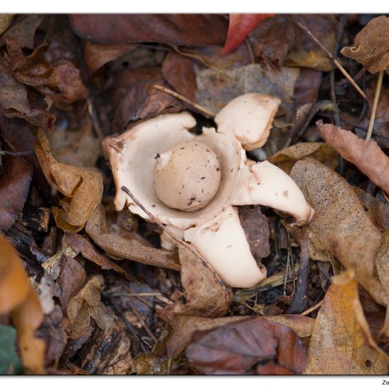 Geastrum triplex: Mushroom in habitat Commerce or Industrial in the NatureSpots App