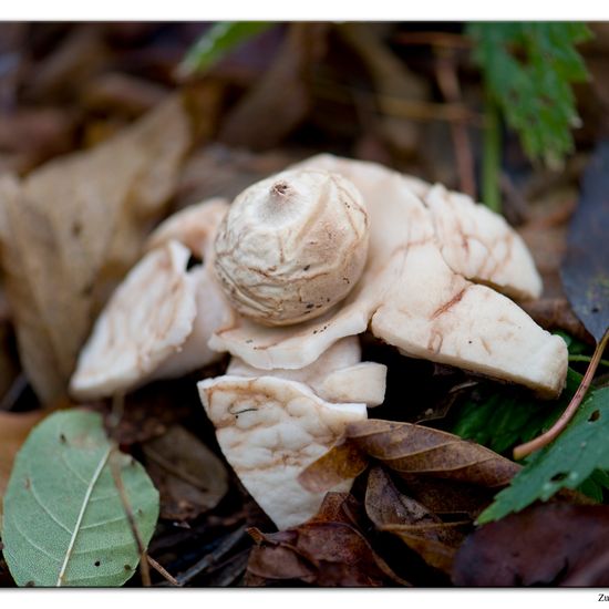 Geastrum triplex: Mushroom in habitat Commerce or Industrial in the NatureSpots App