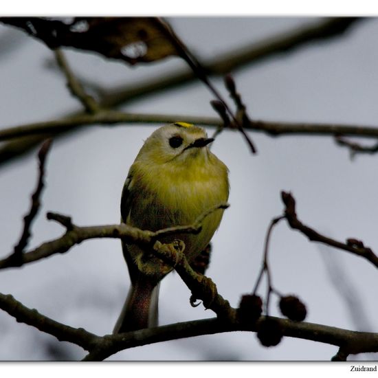 Goldcrest: Animal in habitat Backyard in the NatureSpots App