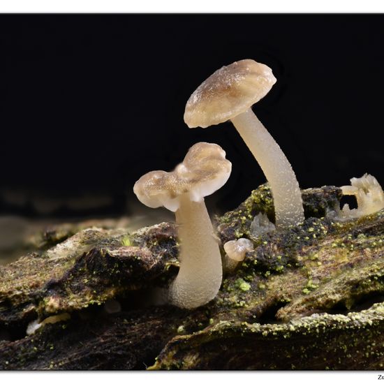 Mycena speirea: Pilz im Habitat Hinterhof in der NatureSpots App