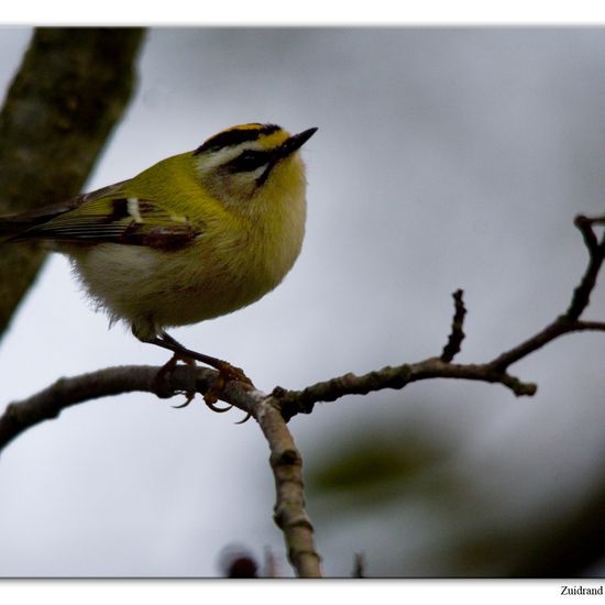 Common Firecrest: Animal in habitat Backyard in the NatureSpots App