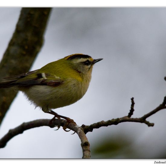 Common Firecrest: Animal in habitat Backyard in the NatureSpots App