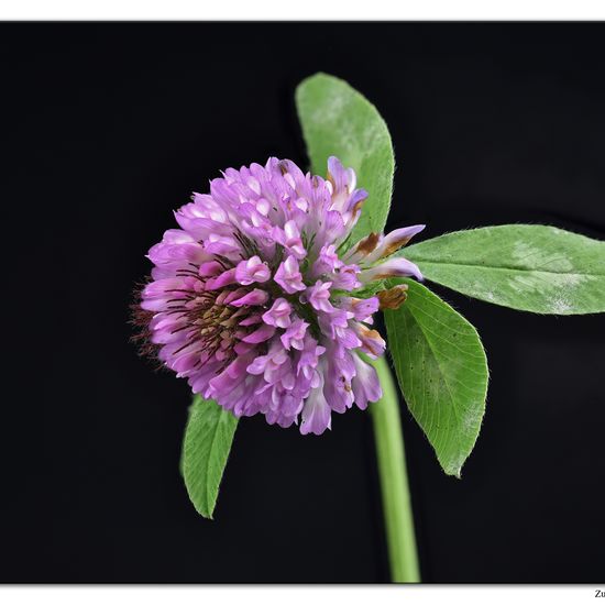 Trifolium pratense: Plant in nature in the NatureSpots App