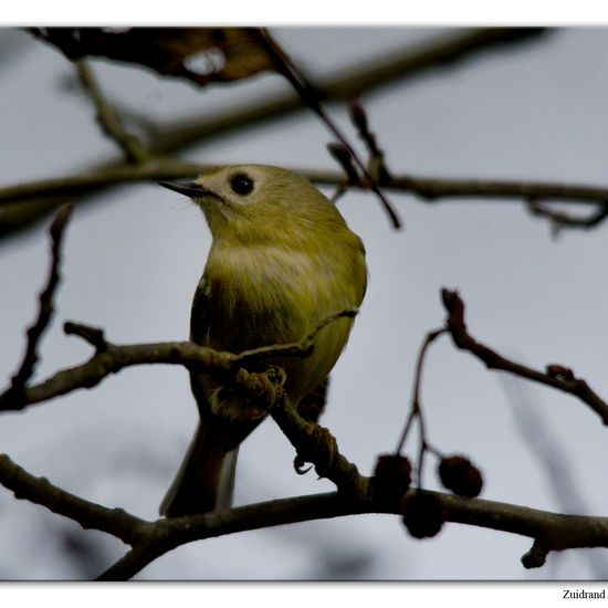 Goldcrest: Animal in habitat Backyard in the NatureSpots App