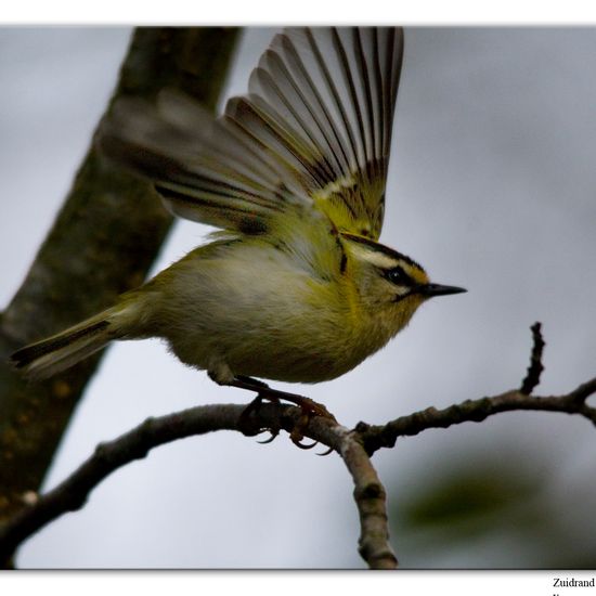 Common Firecrest: Animal in habitat Backyard in the NatureSpots App