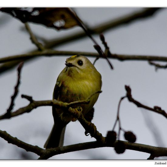 Goldcrest: Animal in habitat Backyard in the NatureSpots App