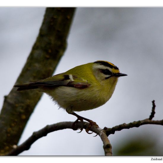 Common Firecrest: Animal in habitat Backyard in the NatureSpots App