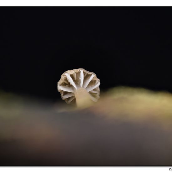 Mycena speirea: Pilz im Habitat Hinterhof in der NatureSpots App