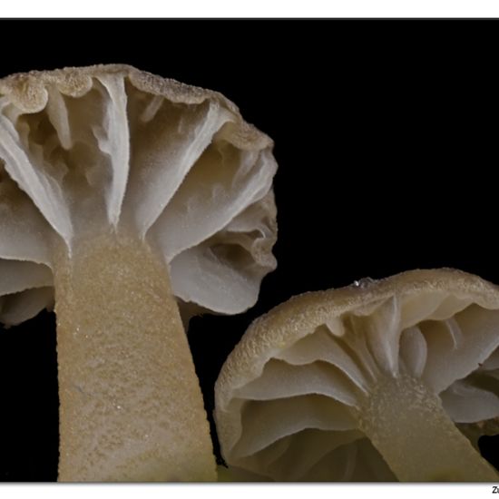 Mycena speirea: Pilz im Habitat Hinterhof in der NatureSpots App