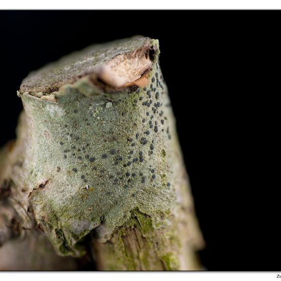 Lecidella elaeochroma: Pilz im Habitat Garten in der NatureSpots App