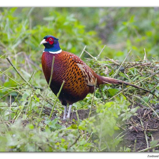 Common Pheasant: Animal in habitat Backyard in the NatureSpots App