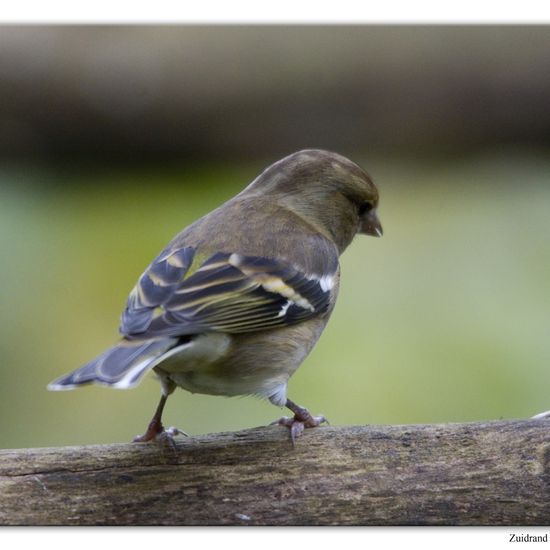 Common Chaffinch: Animal in habitat Backyard in the NatureSpots App