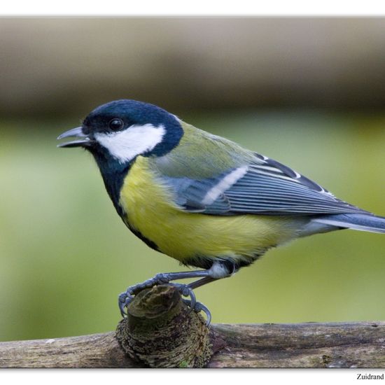 Great Tit: Animal in habitat Backyard in the NatureSpots App