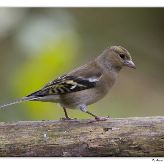 Common Chaffinch: Animal in habitat Backyard in the NatureSpots App