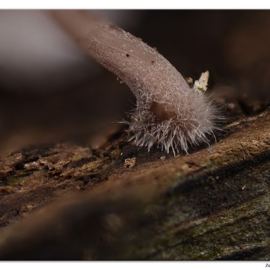 Mycena haematopus: Mushroom in habitat Garden in the NatureSpots App