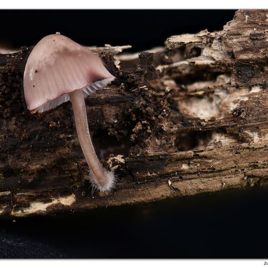 Mycena haematopus: Mushroom in habitat Garden in the NatureSpots App