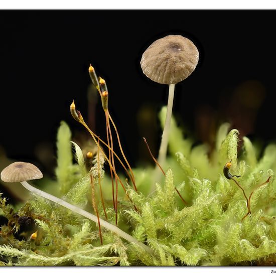 Mycena speirea: Pilz im Habitat Garten in der NatureSpots App