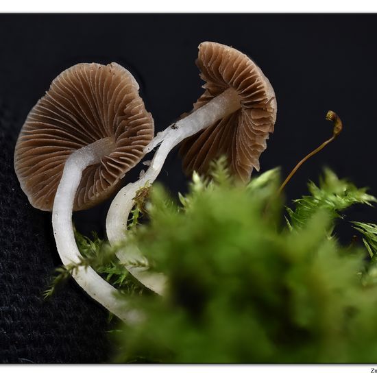 Coprinellus disseminatus: Pilz im Habitat Garten in der NatureSpots App