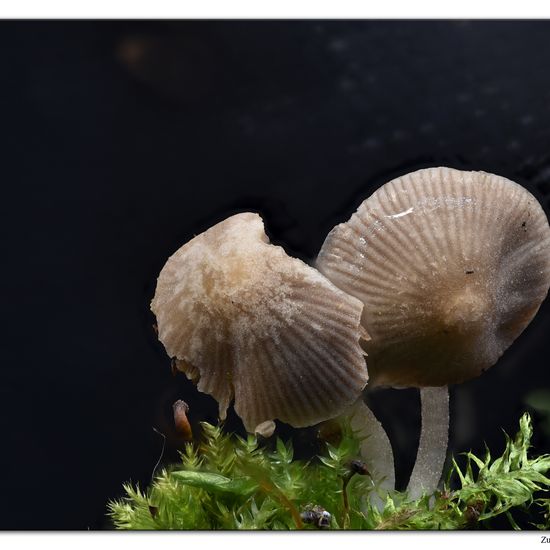 Coprinellus disseminatus: Pilz im Habitat Garten in der NatureSpots App