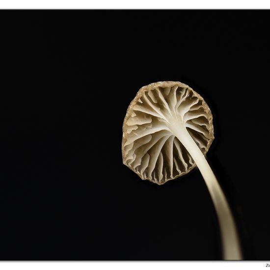 Mycena speirea: Pilz im Habitat Garten in der NatureSpots App