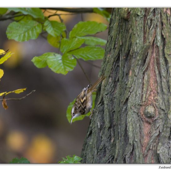 Short-toed Treecreeper: Animal in habitat Backyard in the NatureSpots App