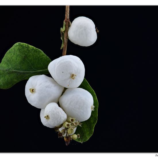 Gewöhnliche Schneebeere: Pflanze im Habitat Halb-natürliches Grasland in der NatureSpots App