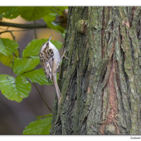 Short-toed Treecreeper: Animal in habitat Backyard in the NatureSpots App