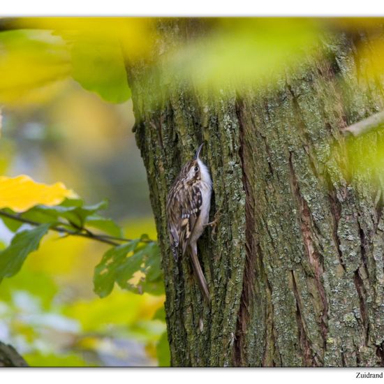 Short-toed Treecreeper: Animal in habitat Backyard in the NatureSpots App