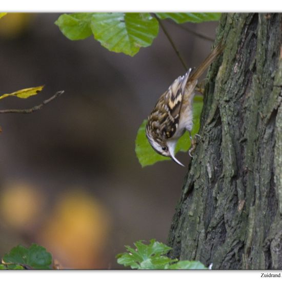 Short-toed Treecreeper: Animal in habitat Backyard in the NatureSpots App