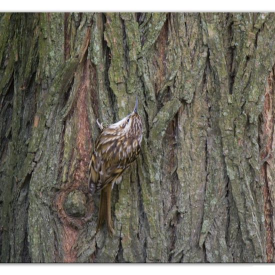 Gartenbaumläufer: Tier im Habitat Hinterhof in der NatureSpots App